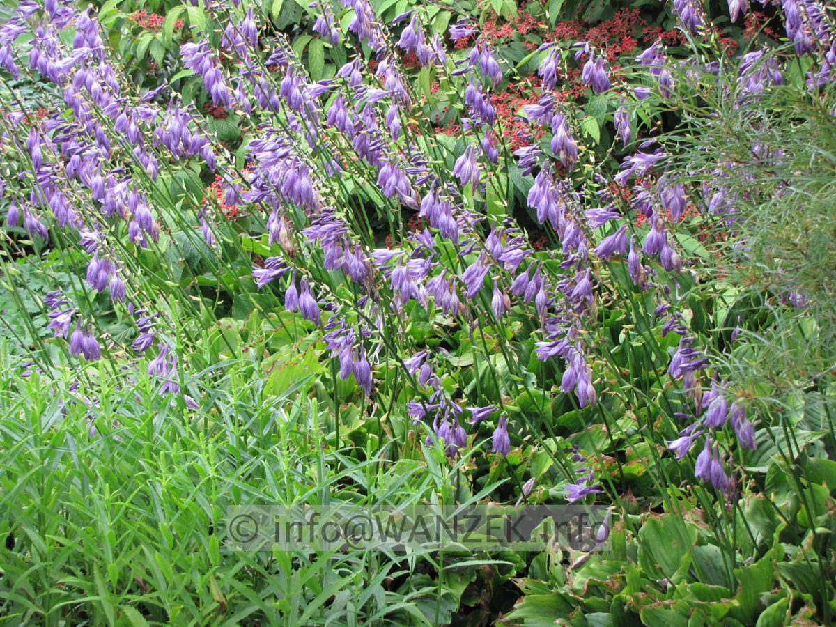 Hosta ventricosa Compacta 01 flaechig bluehend.JPG